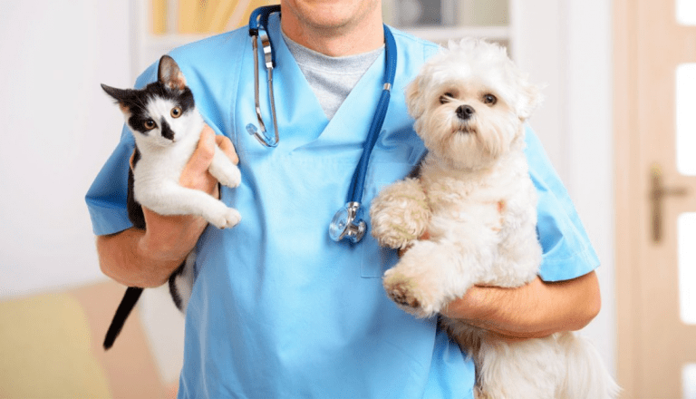 Por que fazer Medicina Veterinária?