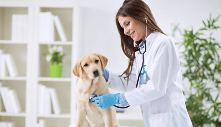 Onde trabalha o Médico Veterinário?